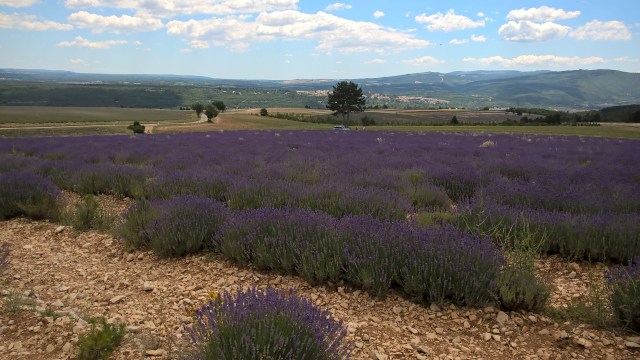 Laventelipeltoa Saultin yläpuolella.
